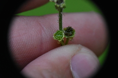 Pectiantia pentandra