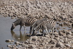 Equus quagga burchellii