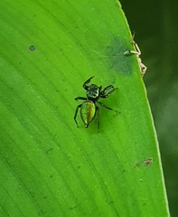 Sassacus barbipes