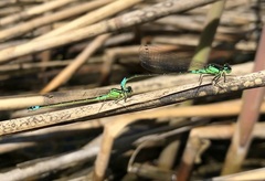 Coenagrion armatum