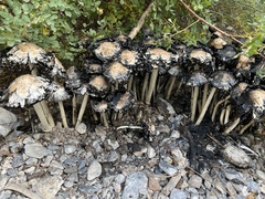 Montagnea arenaria