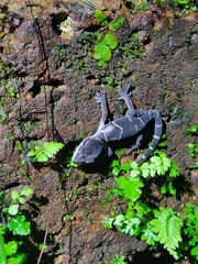 Gekkota