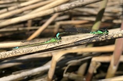 Coenagrion armatum