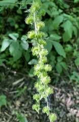 Agrimonia gryposepala