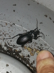 Carabus violaceus