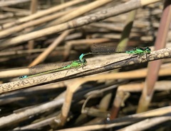Coenagrion armatum
