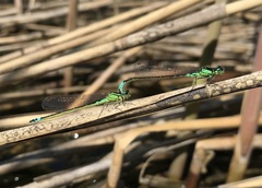 Coenagrion armatum