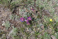 Oxytropis lambertii