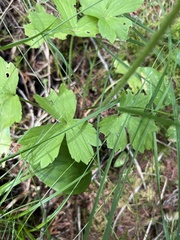 Ranunculus