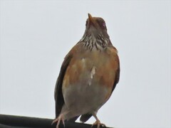 Turdus rufopalliatus