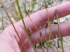 Eleocharis ovata