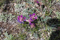 Oxytropis lambertii