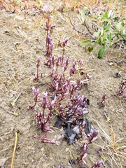 Gentianella