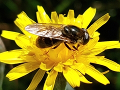 Cheilosia