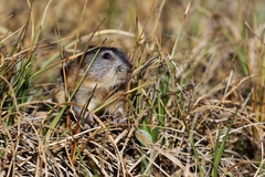 Dicrostonyx groenlandicus