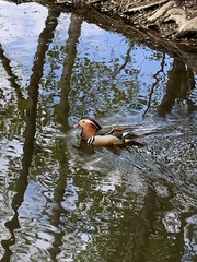 Aix galericulata