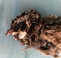 Phalaenoptilus nuttallii