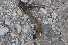 Odocoileus hemionus californicus