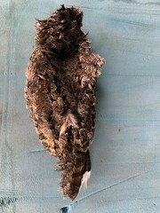 Phalaenoptilus nuttallii