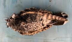 Phalaenoptilus nuttallii