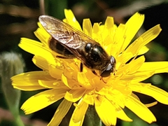 Cheilosia