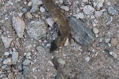 Odocoileus hemionus californicus