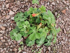 Cochlospermum wrightii