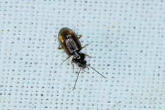 Bembidion