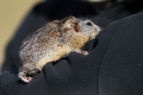 Northern Collared Lemming