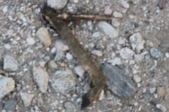 Odocoileus hemionus californicus