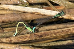 Coenagrion armatum