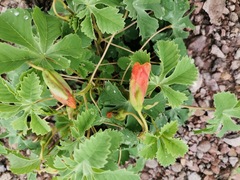 Cochlospermum wrightii