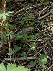 Thamnophis elegans vagrans