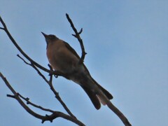 Turdus rufopalliatus
