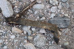 Odocoileus hemionus californicus