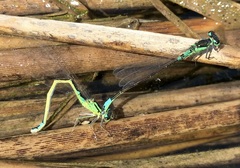Coenagrion armatum