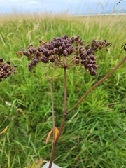 Cicuta maculata victorinii