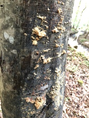 Cryptococcus fagisuga