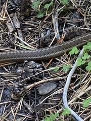 Thamnophis elegans vagrans