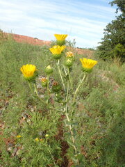 Grindelia ciliata