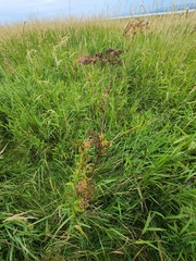 Cicuta maculata victorinii