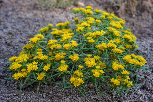 Image of Pectis angustifolia by (c) Andrew Tree, some rights reserved (CC BY)