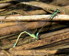 Coenagrion armatum