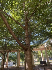 Betula alleghaniensis