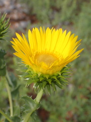 Grindelia ciliata