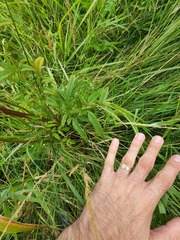 Cicuta maculata victorinii