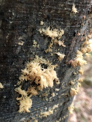 Cryptococcus fagisuga