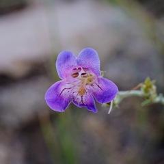 Penstemon linarioides