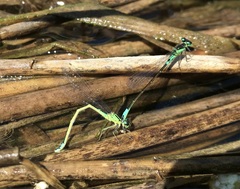 Coenagrion armatum
