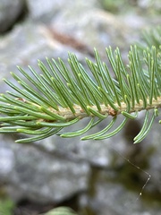 Picea engelmannii